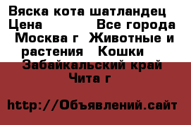 Вяска кота шатландец › Цена ­ 1 000 - Все города, Москва г. Животные и растения » Кошки   . Забайкальский край,Чита г.